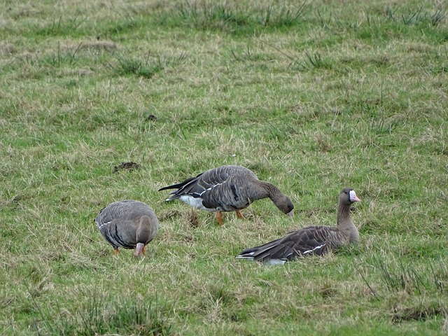 他在比赛中 他在比赛中